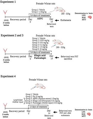 Pomegranate and Its Components, Punicalagin and Ellagic Acid, Promote Antidepressant, Antioxidant, and Free Radical-Scavenging Activity in Ovariectomized Rats